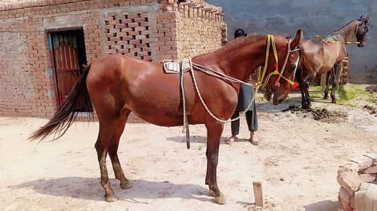 pure desi Hores | ( gaban) female | colour kuli |old blood Line Female