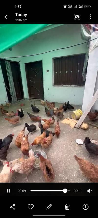 Golden hens for eggs