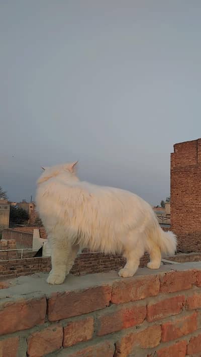 I am selling my cat.