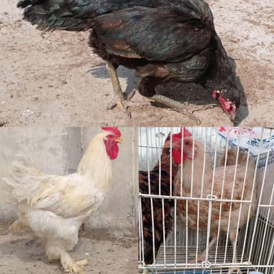 Desi, Aseel, and White Buff