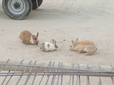 Red eyes and black and white mix silver age 2 month to 6 month