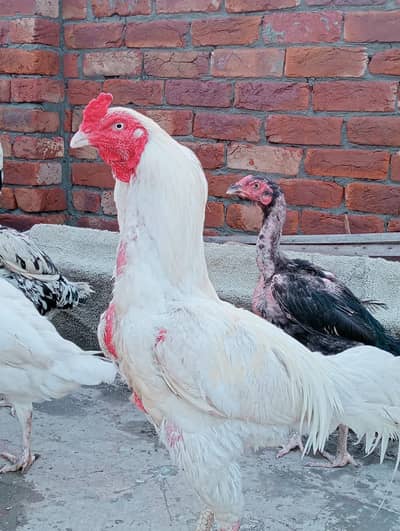 Heera Aseel breeder pair hight quality birds