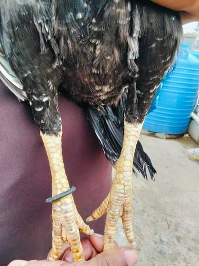 Mushki lasani jis bhi ko samajh Ay wo Rabat kara