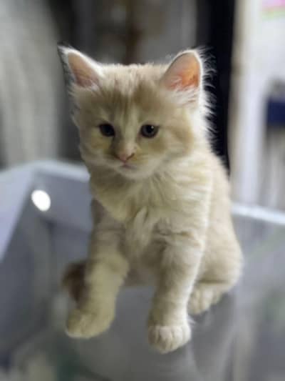 persion double coat pair so cute price pair 13500