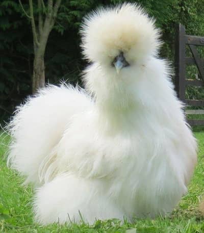Silkie Trio pure breed blue ears