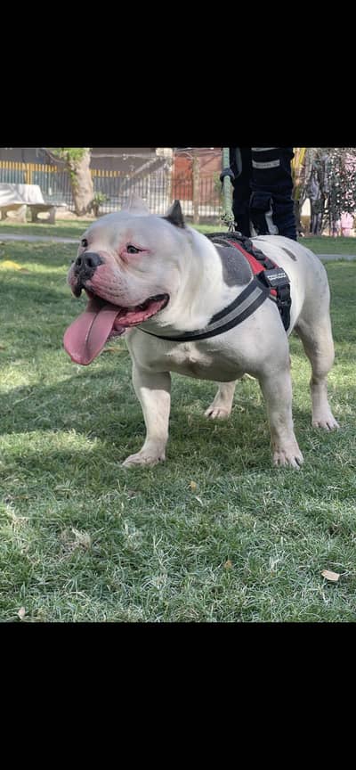 American Bully Puppies