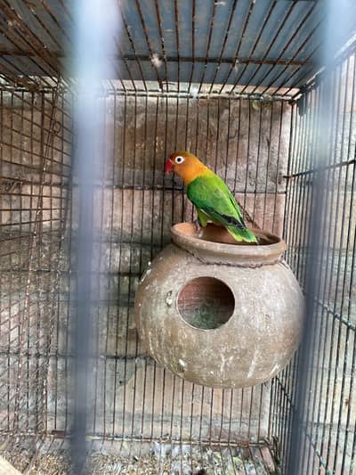 Love birds Exi and 1 female budgie