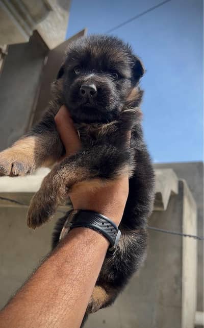 German shepherd pair father long hair imported mother stock hair