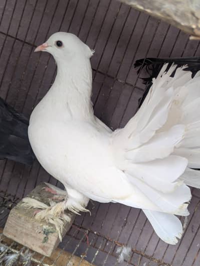 fancy Pegion for sale contact on WhatsApp