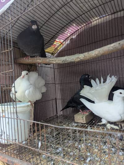 Fancy Pegion for sale contact on WhatsApp