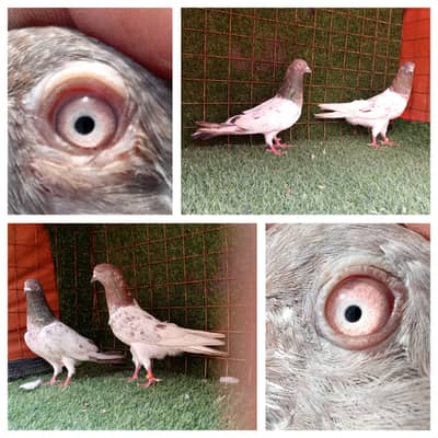 7 pair sailkoty ,indian lakhy,golden sab mix Hain