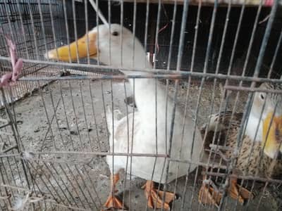 pora setup for sale hai duck ka pair hai egg da di hai