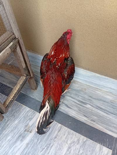 Aseel mianwali lakha murgha urgent for sale