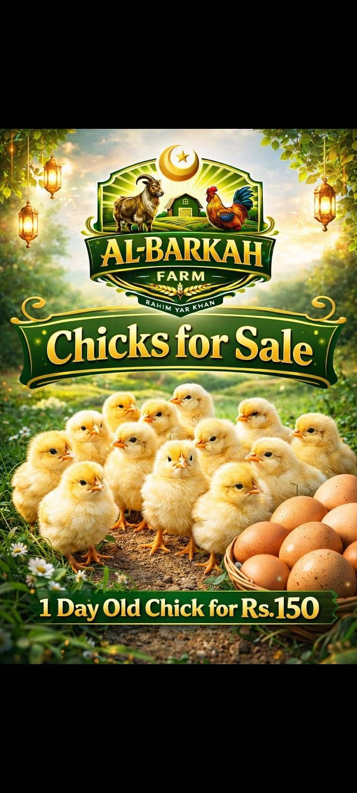 Chicks 1