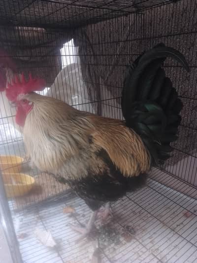 healthy and beautiful 10 kg astrolorp male