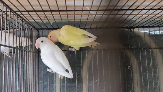 Love Birds Breeder Pairs Available For Sale