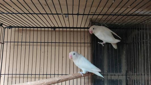 Love Birds 3 Breeder Pairs Available For Sale