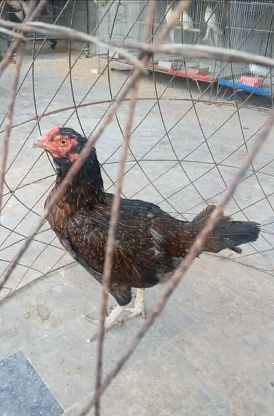 Only Serious buyer contact