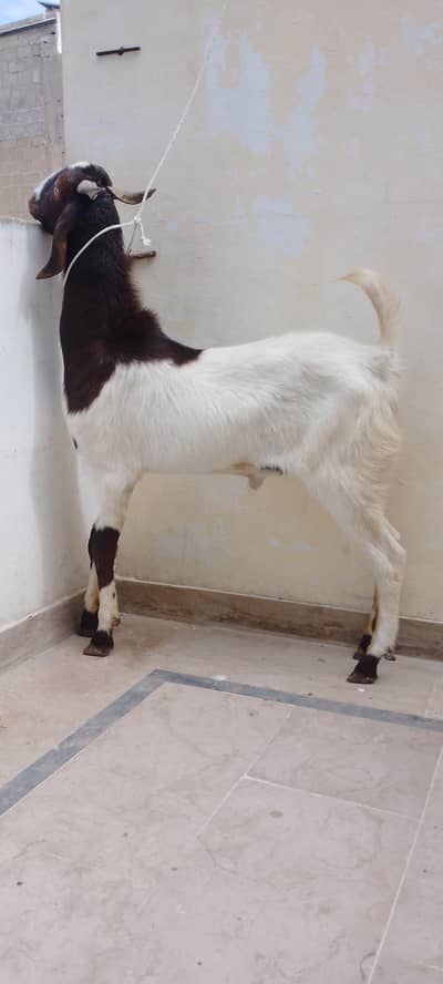 2 dant Andu Bakra