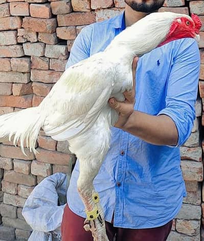 big face and long height Heera male