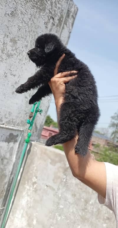 German shepherd  long coat puppies. black shepherds. .