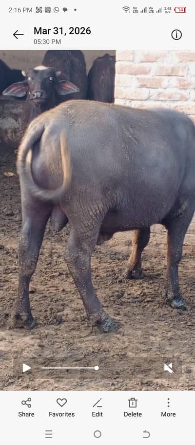 kata for sale demand 2lakh