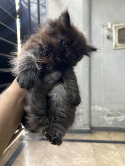 7 Persian kittens for sale