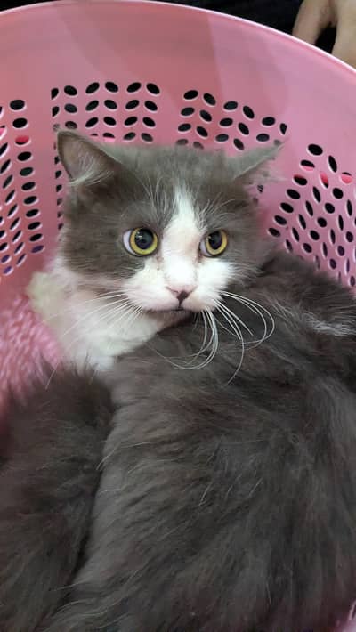 Beautiful Persian cat