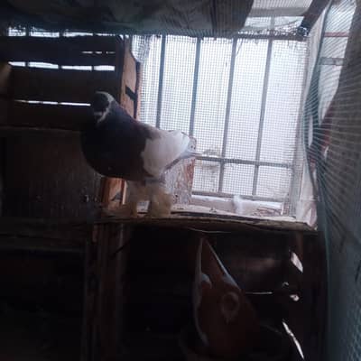 fancy pigeons for sale