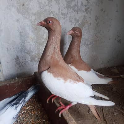fancy pigeons for sale