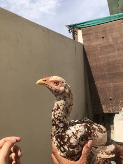 Aseel murgha and hen available