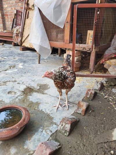 aseel murgi mianwali kurk hoi hy