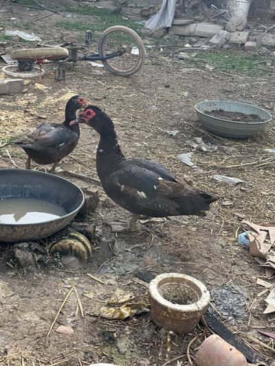 magrabi ducks for sale