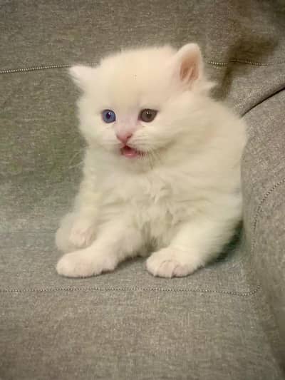 Persian triple coated kittens for sale cash on delivery available hy