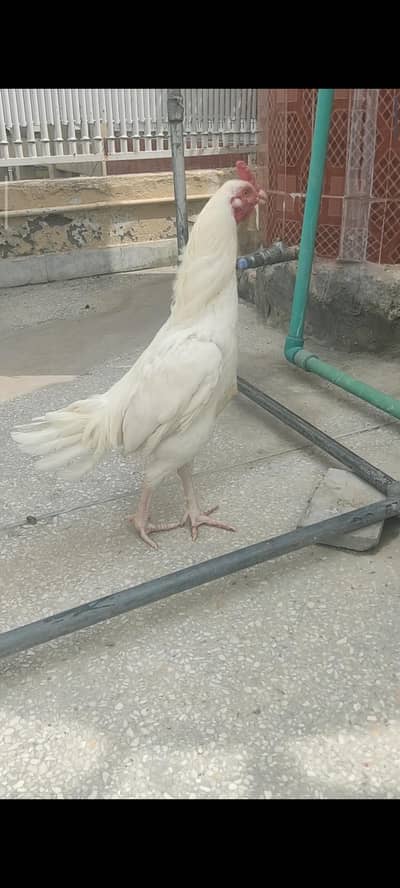 Aseel white Murgha for sale