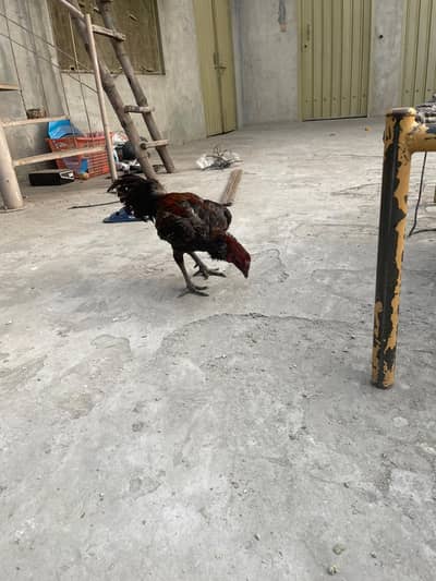 blue Dargon male full active hia healthy hia vaccine hoi hia