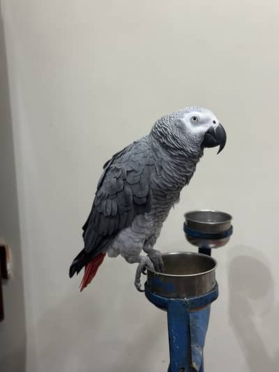 African grey parrot