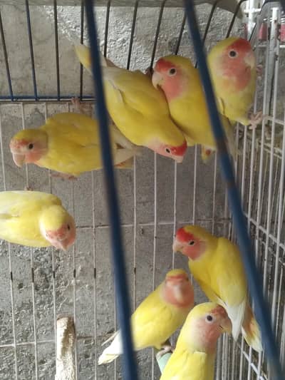 common Latino red eye lovebirds  strong blood line