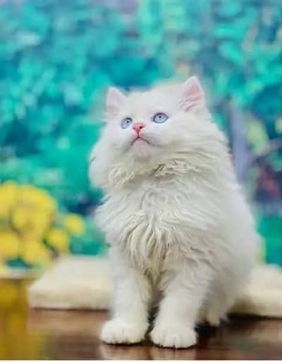 Persian cat for sale my WhatsApp number  03703659905