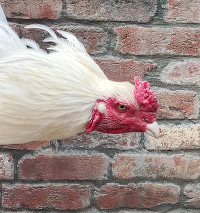 big size and long height heera male