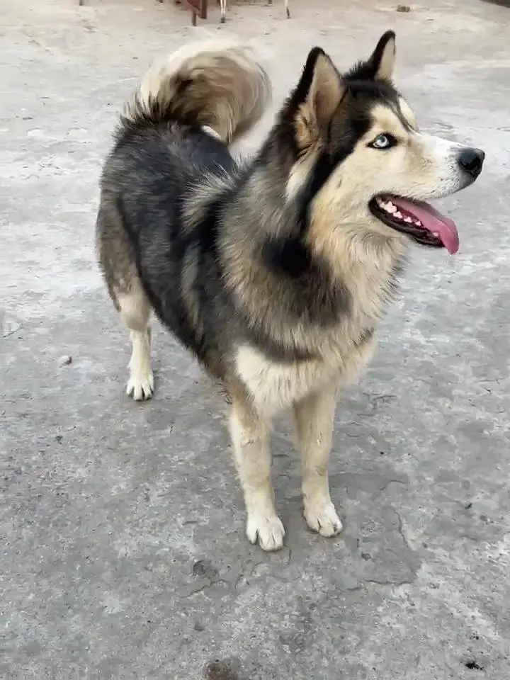 wooly coat siberian Husky gray and golden colour Extra large size raer