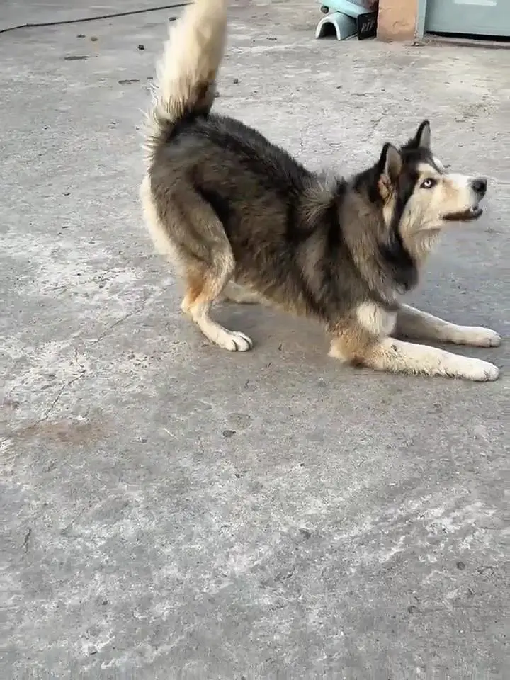 wooly coat siberian Husky gray and golden colour Extra large size raer — photo 2