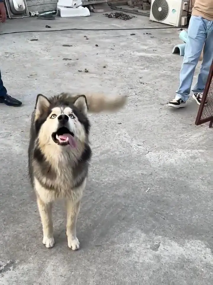 wooly coat siberian Husky gray and golden colour Extra large size raer — photo 3