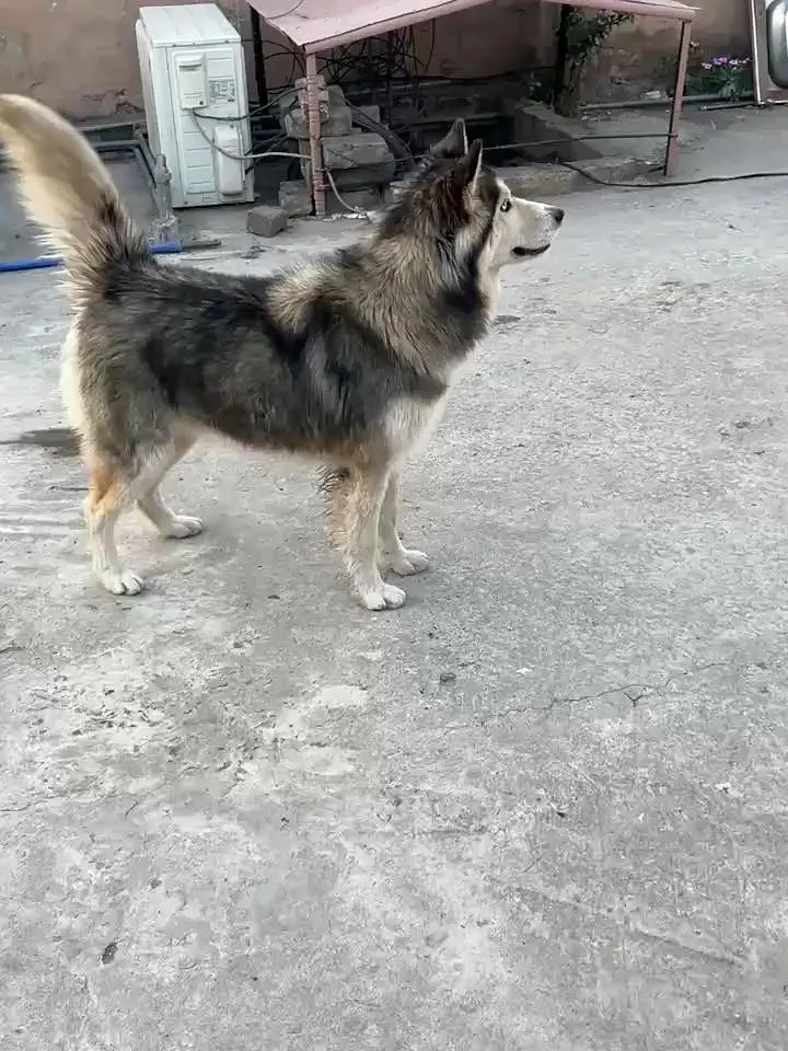 wooly coat siberian Husky gray and golden colour Extra large size raer — photo 4