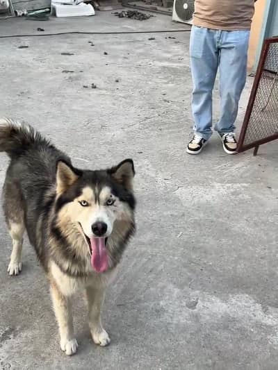 wooly coat siberian Husky gray and golden colour Extra large size raer