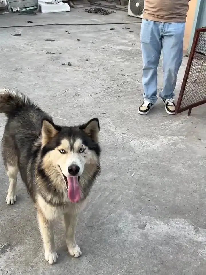 wooly coat siberian Husky gray and golden colour Extra large size raer — photo 6