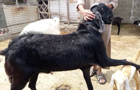 Beetal bakra, gulabi bakri, tapra bakra , white and black dumba for s
