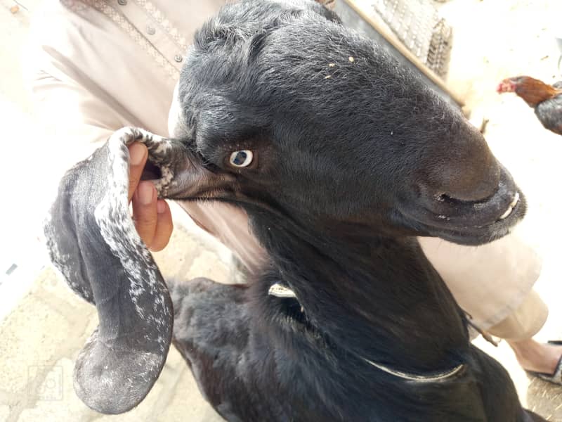 Beetal bakra, gulabi bakri, tapra bakra , white and black dumba for s ...