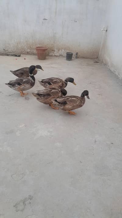 duck for sale