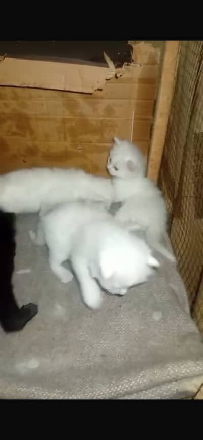 persian kittens